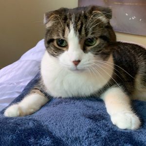 Meet your Posher, David